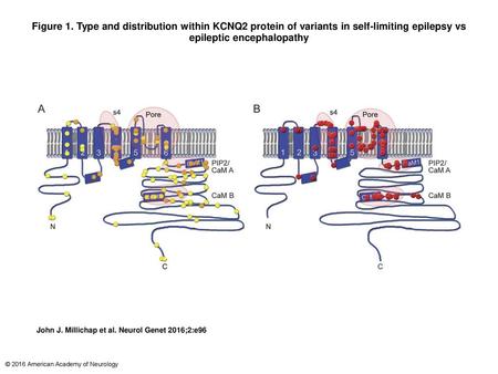 Figure 1. Type and distribution within KCNQ2 protein of variants in self-limiting epilepsy vs epileptic encephalopathy Type and distribution within KCNQ2.