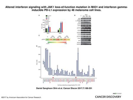 Altered interferon signaling with JAK1 loss-of-function mutation in M431 and interferon gamma-inducible PD-L1 expression by 48 melanoma cell lines. Altered.