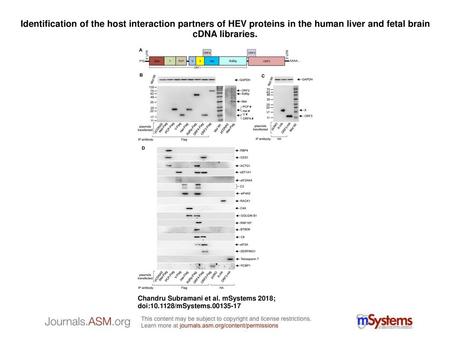 Identification of the host interaction partners of HEV proteins in the human liver and fetal brain cDNA libraries. Identification of the host interaction.