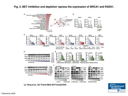 BET inhibition and depletion repress the expression of BRCA1 and RAD51