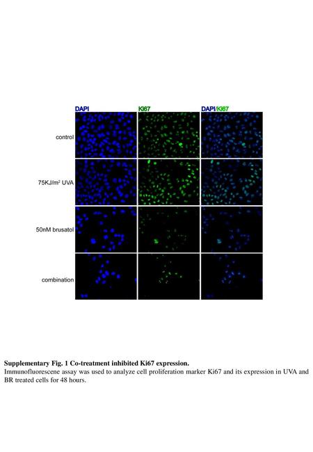 Supplementary Fig. 1 Co-treatment inhibited Ki67 expression.