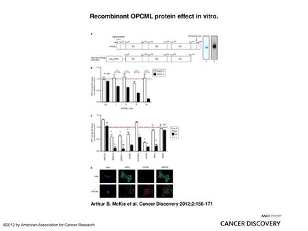 Recombinant OPCML protein effect in vitro.