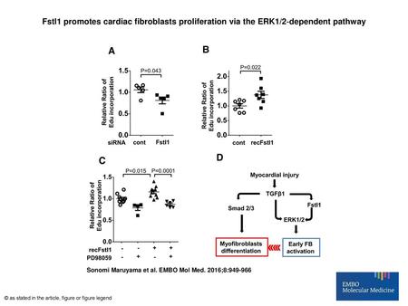 Fstl1 promotes cardiac fibroblasts proliferation via the ERK1/2‐dependent pathway Fstl1 promotes cardiac fibroblasts proliferation via the ERK1/2‐dependent.