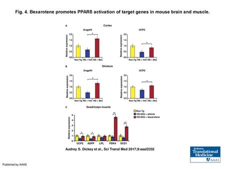 Fig. 4. Bexarotene promotes PPARδ activation of target genes in mouse brain and muscle. Bexarotene promotes PPARδ activation of target genes in mouse brain.