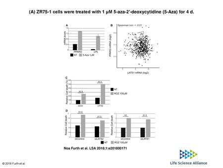 (A) ZR75-1 cells were treated with 1 μM 5-aza-2′-deoxycytidine (5-Aza) for 4 d. (A) ZR75-1 cells were treated with 1 μM 5-aza-2′-deoxycytidine (5-Aza)