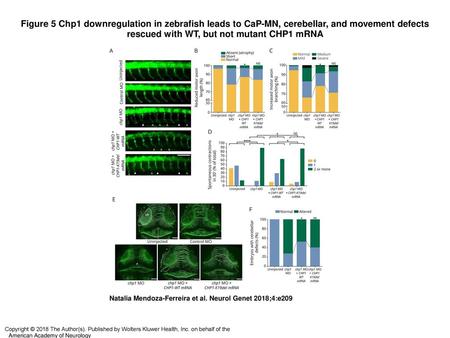 Figure 5 Chp1 downregulation in zebrafish leads to CaP-MN, cerebellar, and movement defects rescued with WT, but not mutant CHP1 mRNA Chp1 downregulation.
