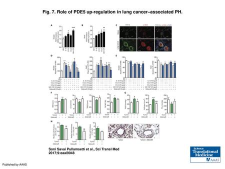 Fig. 7. Role of PDE5 up-regulation in lung cancer–associated PH.