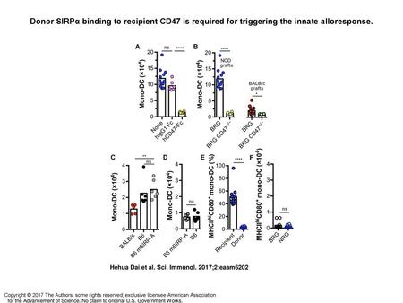 Donor SIRPα binding to recipient CD47 is required for triggering the innate alloresponse. Donor SIRPα binding to recipient CD47 is required for triggering.