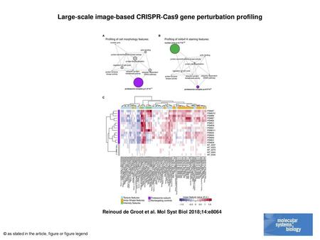 Large‐scale image‐based CRISPR‐Cas9 gene perturbation profiling