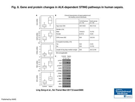 Fig. 8. Gene and protein changes in ALK-dependent STING pathways in human sepsis. Gene and protein changes in ALK-dependent STING pathways in human sepsis.