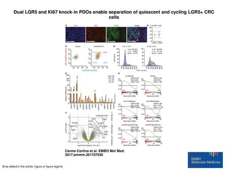 Dual LGR5 and KI67 knock‐in PDOs enable separation of quiescent and cycling LGR5+ CRC cells Dual LGR5 and KI67 knock‐in PDOs enable separation of quiescent.