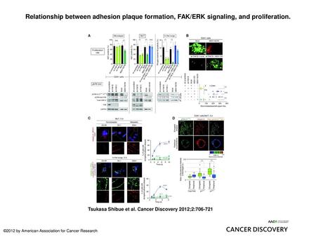 Relationship between adhesion plaque formation, FAK/ERK signaling, and proliferation. Relationship between adhesion plaque formation, FAK/ERK signaling,