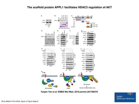The scaffold protein APPL1 facilitates HDAC3 regulation of AKT