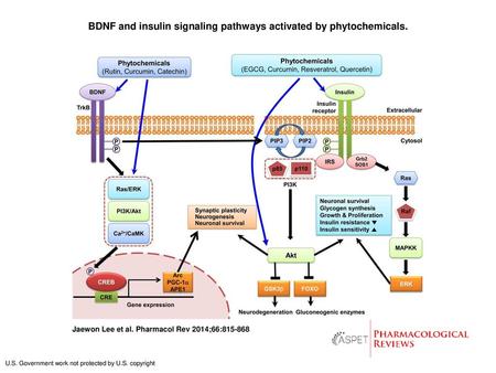 BDNF and insulin signaling pathways activated by phytochemicals.