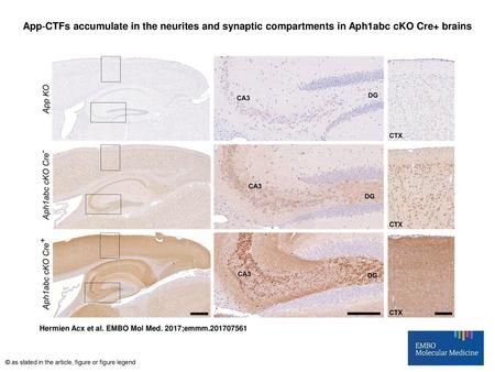 App‐CTFs accumulate in the neurites and synaptic compartments in Aph1abc cKO Cre+ brains App‐CTFs accumulate in the neurites and synaptic compartments.