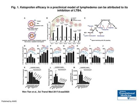 Fig. 1. Ketoprofen efficacy in a preclinical model of lymphedema can be attributed to its inhibition of LTB4. Ketoprofen efficacy in a preclinical model.