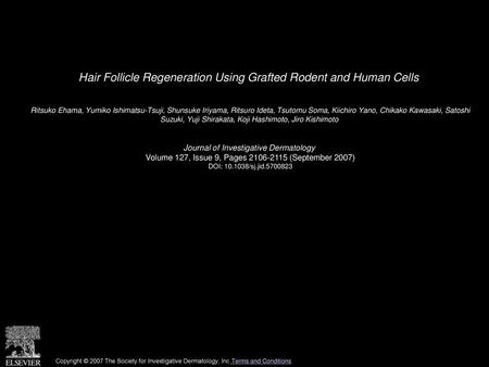 Hair Follicle Regeneration Using Grafted Rodent and Human Cells