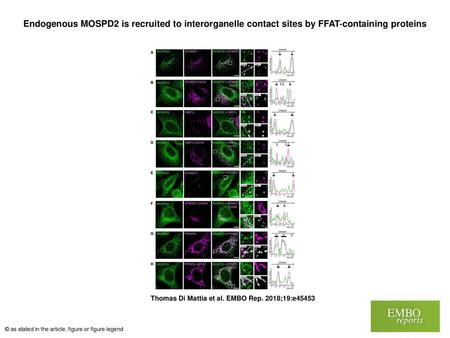 Endogenous MOSPD2 is recruited to interorganelle contact sites by FFAT‐containing proteins Endogenous MOSPD2 is recruited to interorganelle contact sites.