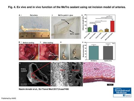 Fig. 4. Ex vivo and in vivo function of the MeTro sealant using rat incision model of arteries. Ex vivo and in vivo function of the MeTro sealant using.