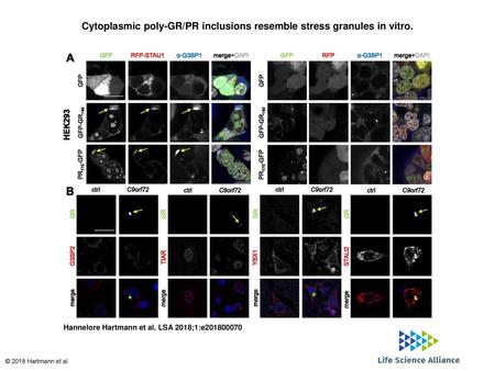 Cytoplasmic poly-GR/PR inclusions resemble stress granules in vitro.