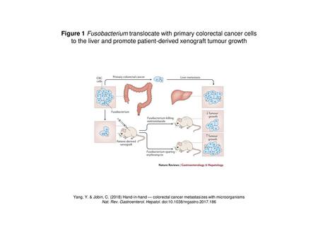 to the liver and promote patient-derived xenograft tumour growth