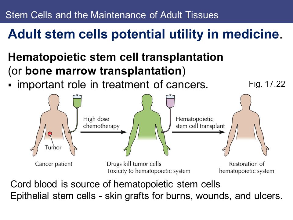 Adult Stem Cells Versus Embryonic Stem Cells 48