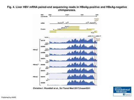 Fig. 4. Liver HBV mRNA paired-end sequencing reads in HBeAg-positive and HBeAg-negative chimpanzees. Liver HBV mRNA paired-end sequencing reads in HBeAg-positive.