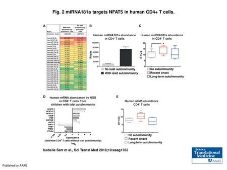 Fig. 2 miRNA181a targets NFAT5 in human CD4+ T cells.