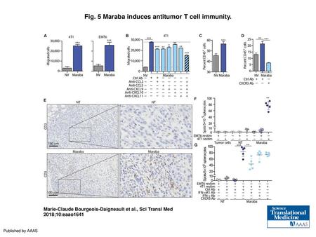 Fig. 5 Maraba induces antitumor T cell immunity.