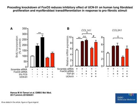 Preceding knockdown of FoxO3 reduces inhibitory effect of UCN‐01 on human lung fibroblast proliferation and myofibroblast transdifferentiation in response.