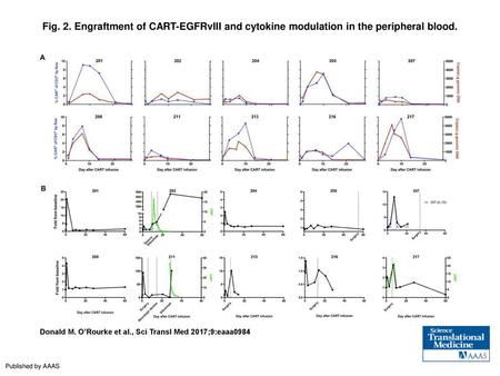 Fig. 2. Engraftment of CART-EGFRvIII and cytokine modulation in the peripheral blood. Engraftment of CART-EGFRvIII and cytokine modulation in the peripheral.