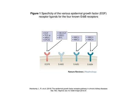 Figure 1 Specificity of the various epidermal growth factor (EGF)