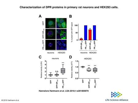 Characterization of DPR proteins in primary rat neurons and HEK293 cells. Characterization of DPR proteins in primary rat neurons and HEK293 cells. GFP,
