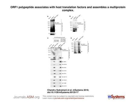 ORF1 polypeptide associates with host translation factors and assembles a multiprotein complex. ORF1 polypeptide associates with host translation factors.