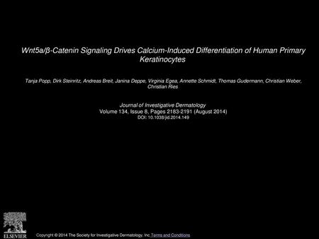 Wnt5a/β-Catenin Signaling Drives Calcium-Induced Differentiation of Human Primary Keratinocytes  Tanja Popp, Dirk Steinritz, Andreas Breit, Janina Deppe,
