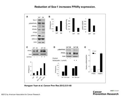 Reduction of Sca-1 increases PPARγ expression.