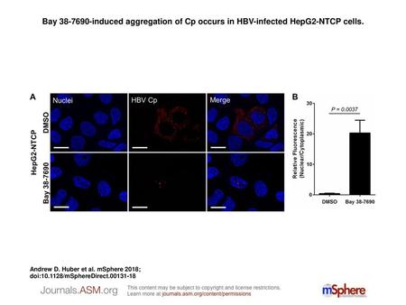 Bay induced aggregation of Cp occurs in HBV-infected HepG2-NTCP cells.