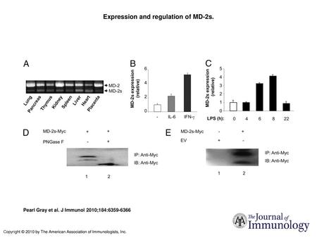 Expression and regulation of MD-2s.