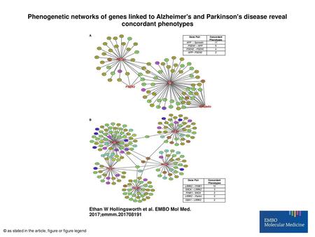 Phenogenetic networks of genes linked to Alzheimer's and Parkinson's disease reveal concordant phenotypes Phenogenetic networks of genes linked to Alzheimer's.
