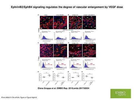 EphrinB2/EphB4 signaling regulates the degree of vascular enlargement by VEGF dose EphrinB2/EphB4 signaling regulates the degree of vascular enlargement.