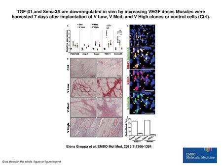 TGF‐β1 and Sema3A are downregulated in vivo by increasing VEGF doses Muscles were harvested 7 days after implantation of V Low, V Med, and V High clones.