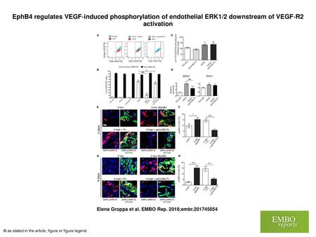 EphB4 regulates VEGF‐induced phosphorylation of endothelial ERK1/2 downstream of VEGF‐R2 activation EphB4 regulates VEGF‐induced phosphorylation of endothelial.