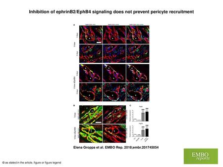 Inhibition of ephrinB2/EphB4 signaling does not prevent pericyte recruitment Inhibition of ephrinB2/EphB4 signaling does not prevent pericyte recruitment.