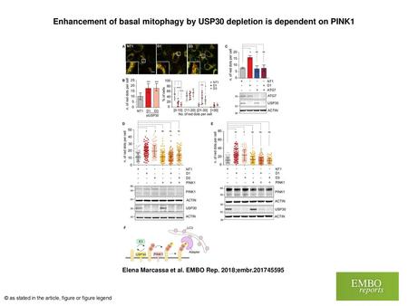 Enhancement of basal mitophagy by USP30 depletion is dependent on PINK1 Enhancement of basal mitophagy by USP30 depletion is dependent on PINK1 Representative.