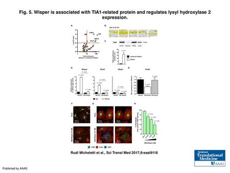 Fig. 5. Wisper is associated with TIA1-related protein and regulates lysyl hydroxylase 2 expression. Wisper is associated with TIA1-related protein and.
