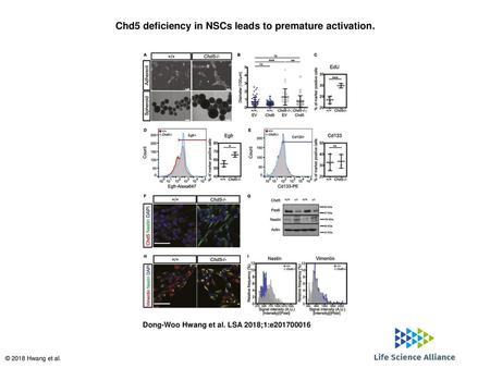 Chd5 deficiency in NSCs leads to premature activation.