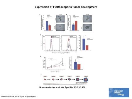 Expression of FUT9 supports tumor development