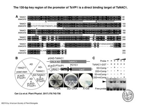 The 130-bp key region of the promoter of TsVP1 is a direct binding target of TsNAC1. The 130-bp key region of the promoter of TsVP1 is a direct binding.