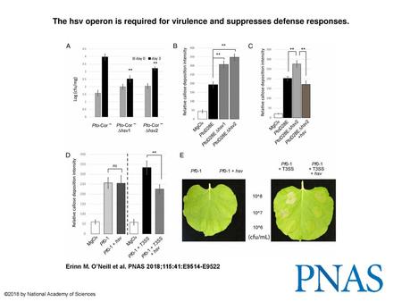 The hsv operon is required for virulence and suppresses defense responses. The hsv operon is required for virulence and suppresses defense responses. (A)