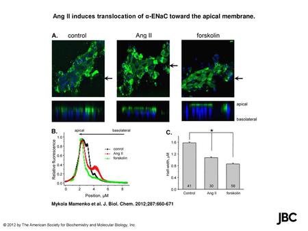 Ang II induces translocation of α-ENaC toward the apical membrane.